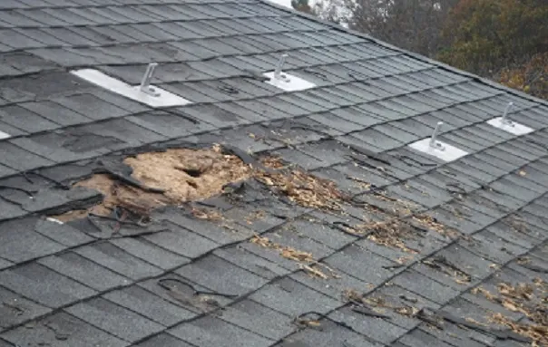 Are Animals Causing Damage to Your Roof?